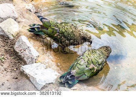 Closeup Of Pair Of Kea (nestor Notabilis) Drinking Water Out Of Small Pond In Summer Sunlight