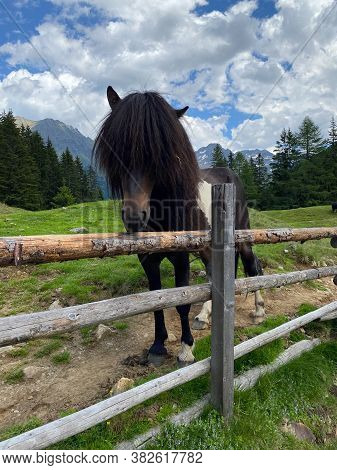 The Horse On The Pasture, Duisitzkarsee Lake, Austria.the Duisitzkarsee Is Probably One Of The Most 