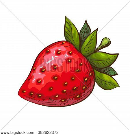Hand Drawn Red Ripe Juicy Strawberry Illustration Isolated On White. Colored Sketch Of Tasty Cute Re