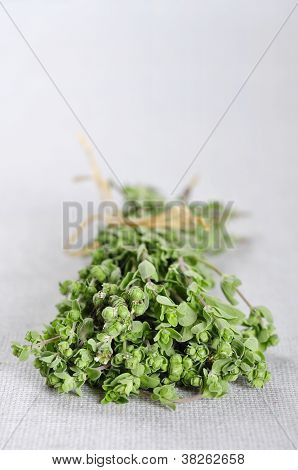 Flok af blomstrende merian