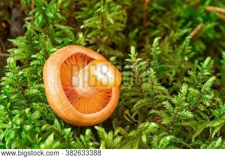 Closeup Of Fresh Saffron Milk Cap Mushroom On Moss Background. Forest Mushrooms - Image
