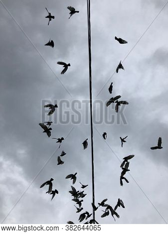 
Pigeons, bird, soaring from a black wire against a grey cloudy background. Flying birds.