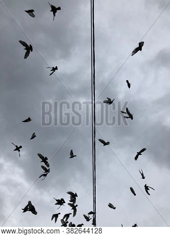 
Pigeons, bird, soaring from a black wire against a grey cloudy background. Flying birds.