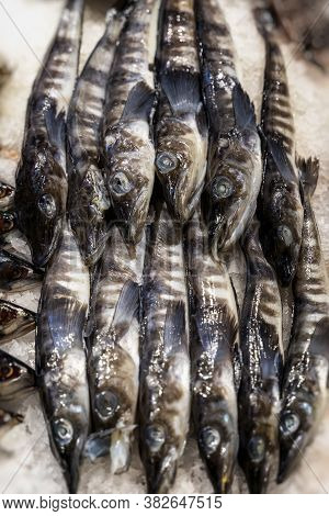 Pile Of Mackerel Icefish On Ice. Open Showcases , Counter Of Seafood Market