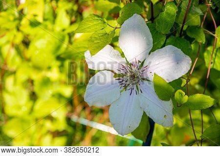 Climbing White Climatis Growing In Garden.bright Climatis Flower On Blurred Green Background. Sunny 