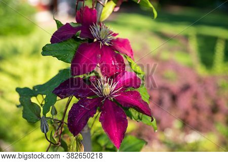 Climbing Purple Climatis Growing In Garden. Climatis Flower On Blurred Background In The Sunlight On