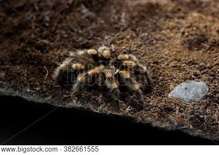 Spider Brachypelma Auratum In A Terrarium Closeup