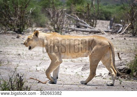 Female Lion Majectically And Self-assured Walking The Barren Landscape Of Chobe National Park, Botsw