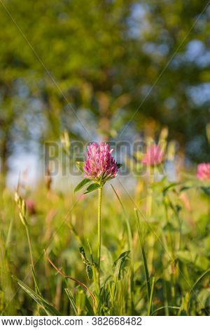 Field Of Flowering Crimson Clovers (trifolium Incarnatum) Close Up. Spring Season.