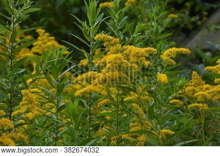 Yellow Solidago Virgaurea Flower In Summer Garden Blooming