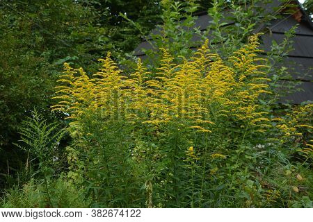 Yellow Solidago Virgaurea Flower In Summer Garden Blooming