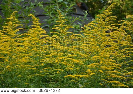 Solidago Or Goldenrod Virgaurea Yellow Plant With Flowers
