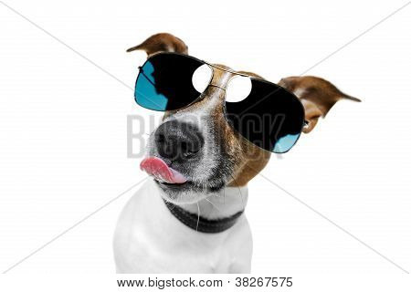 Cão com tons engraçados