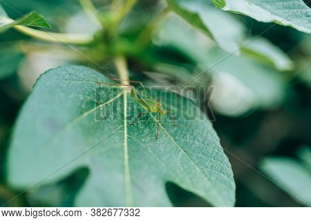 The Green Grasshopper Barbitistes Fischeri Sits On A Fig Tree.