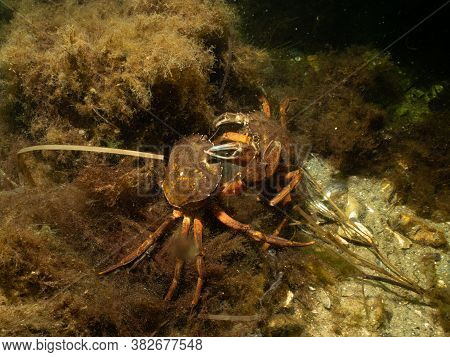 A Closeup Picture Of A Crab In A Beautiful Marine Environment. Picture From Oresund, Malmo In Southe