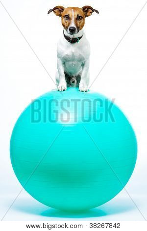 Spor köpek topu