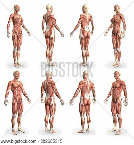 8 Hi-res Images In 1, Male And Female Bodies With Muscle Map - Physiology Concept For Healthcare - C