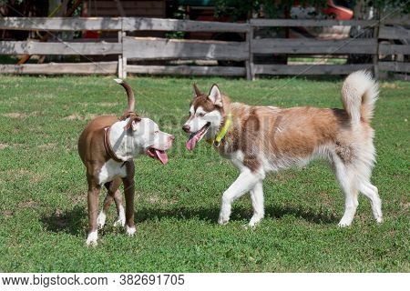Cute Pit Bull Terrier Puppy And Siberian Husky Puppy Are Standing On A Green Grass In The Summer Par
