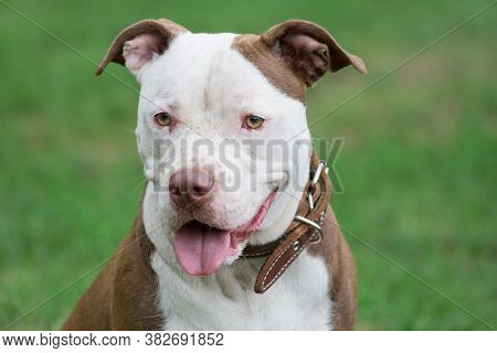 Portrait Of Cute American Pit Bull Terrier Puppy Close Up. Pet Animals.