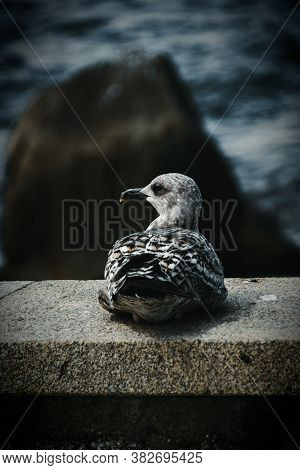 Gull in front of a blurred rock on the sea