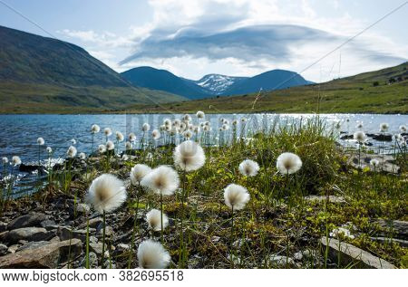 Arctic cotton grass fluffy flowers next to lake in Swedish Lapland. Northern Sweden mountains environment in summer day