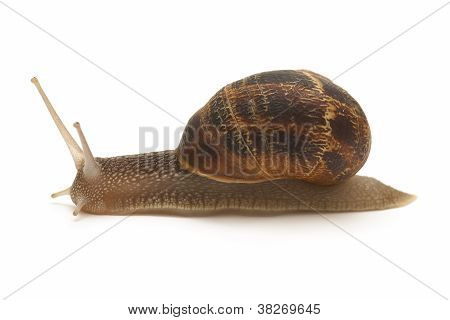 Escargot sur fond blanc
