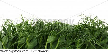 Green Peas Sprouts Isolated On White Background