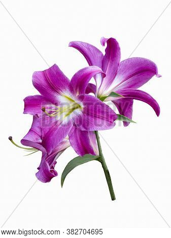 Delicate Varietal Tabledance Lily Isolated On White Background. Beautiful Still Life. Flower In The 