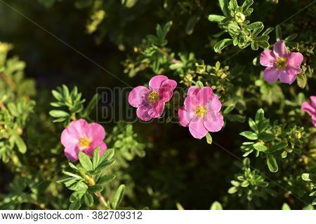 Green Bush With Flowers Lapchatki (potentilla) Erect Kalgan Close-up