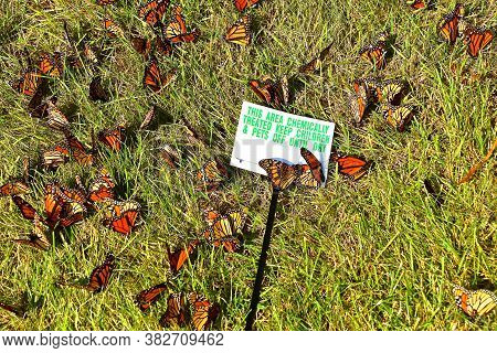The  Conflict Of Using Of Chemicals To Control Mosquitos Verses  The Protection Of The Environment