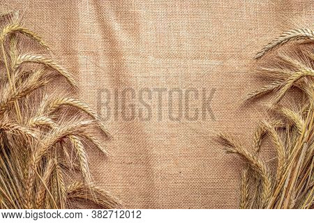 Wheat Rye Barley Oat Seeds. Whole, Barley, Harvest Wheat Sprouts. Wheat Grain Ear Or Rye Spike Plant