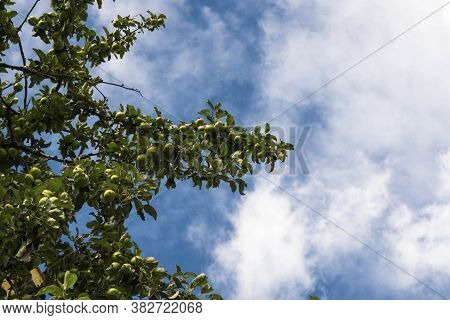 Branches Of Apple Tree With Ripe Fruits On Blue Cloudy Sky Background.