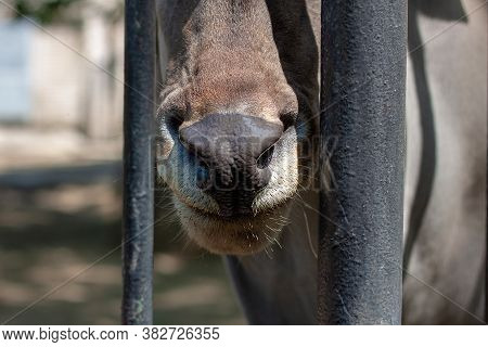 Photo Of The Head And Nose Of A Antelope. Selective Focus.  He Is Looking At The Photographer. The W
