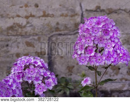 Pink Garden Phlox (phlox Paniculata). Flowering Branch Of Pink Phlox In The Garden. Soft Blurred Sel