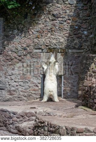 One Big  Polar Polar Bear Climbed The Wall And Stands Vertically On Its Hind Feet Near The Doors. He