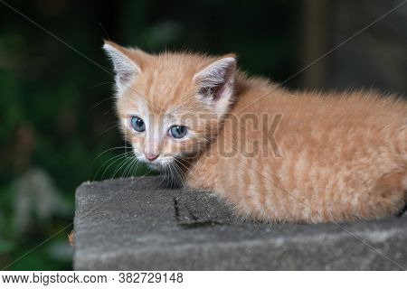 Cute Yellow Tabby Kitten
