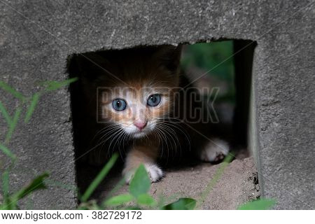 Yellow Tabby Kitten Hiding In A Concrete Block