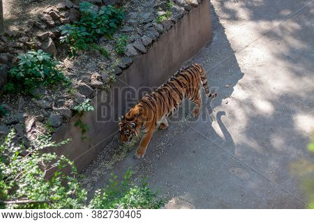 One Tiger Walks In Its Aviary Lonely In Sunny Weather At The Zoo.