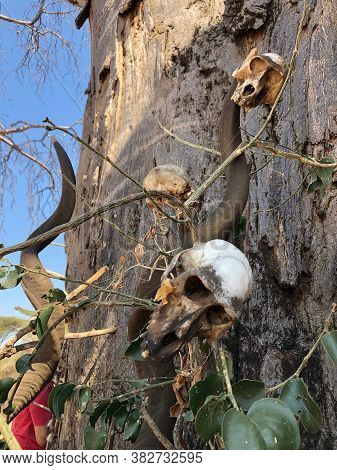 Baboon Skull And Hadza Handcrafts Of Bone Dangling From The Trunk Of A Baobab Tree In Tanzania.