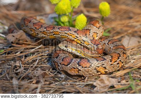 A Colorful Corn Snake On A Bed Of Pine Straw