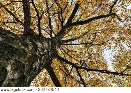 Autumn Nature With Multi-colored Trees That Change The Color Of The Foliage With Seasonal Changes