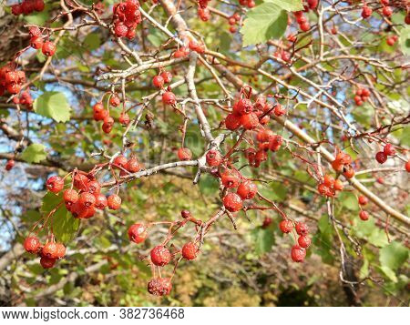 Autumn Hawthorn Branch With Red Berries And Yellow Green Leaves On A Blury Background