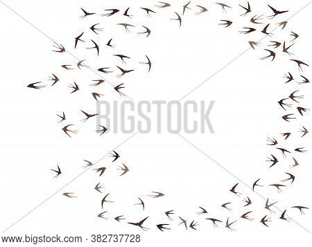 Flying Martlet Birds Silhouettes Vector Illustration. Migratory Martlets Group Isolated On White. Al