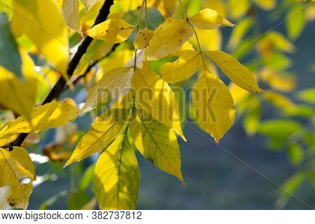 Autumn The Leaves Fall And It Gets Colder And The Trees Are Covered With Yellow Leaves