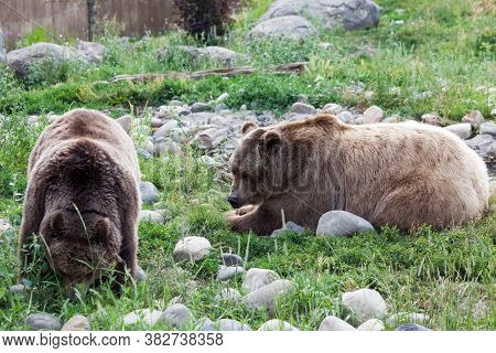 A Male And Female Grizzly Bear Couple Relaxing And Spending Time To Gether On A Hot Summer Day In Mo