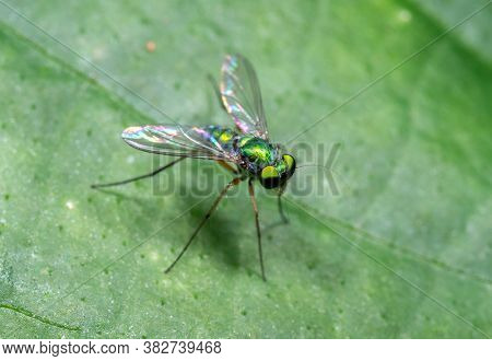 Macro Photography Of Long Legged Fly On Green Leaf