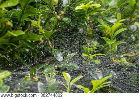 Web Of Nursery Web Spider (pisaura Mirabilis) After Rain In Garden, Czech Republic Wildlife
