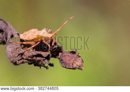Detail Of Bug In Forest, Beetle Hemiptera Heteroptera (syromastus Rhombeus), Europe, Czech Republic 
