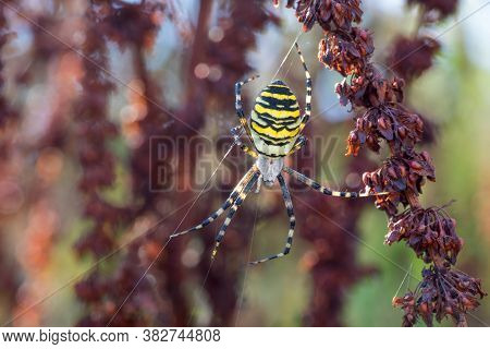 Argiope Bruennichi (wasp Spider) On Web, Species Of Orb-web Spider Distributed Throughout Central Eu
