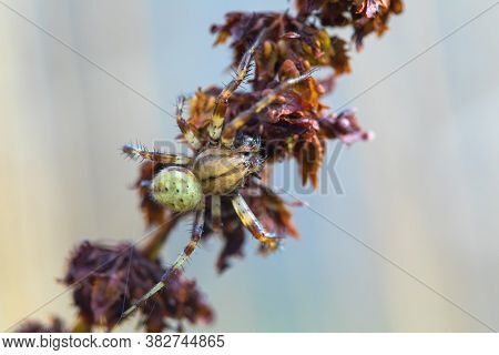 Cucumber Green Spider On Grass In Summer Forest. Araniella Cucurbitina With Spider Net, Waiting For 